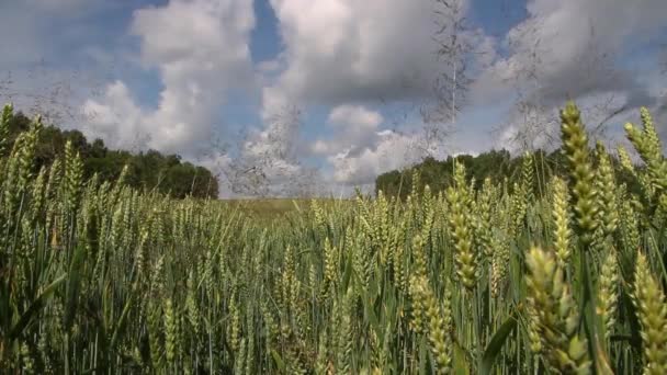 Rozs gabona termés a rozs mező. — Stock videók