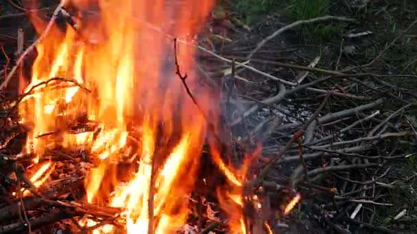 Queimando ramos em um fogo à noite. — Vídeo de Stock
