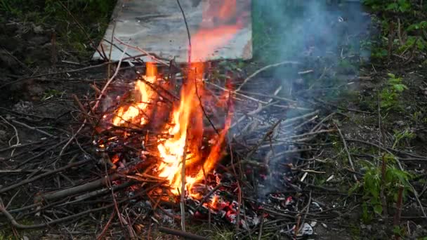 Burning branches in a fire at night. — Vídeo de Stock