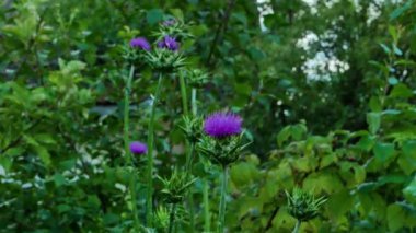 Doğada çiçek açan süt devedikeni.