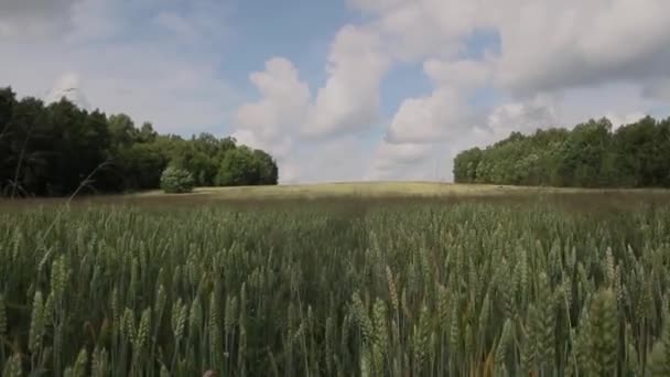 Zielone uszy pszenicy dojrzewają latem na polu.. — Wideo stockowe