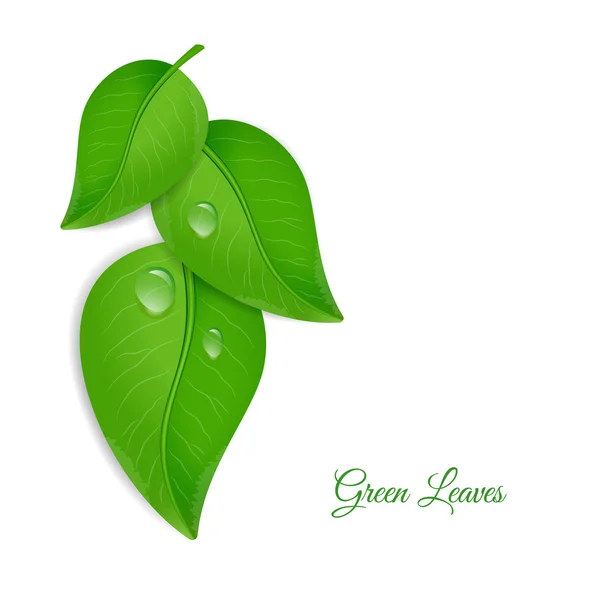 Green leaves with water drops — Stock Vector