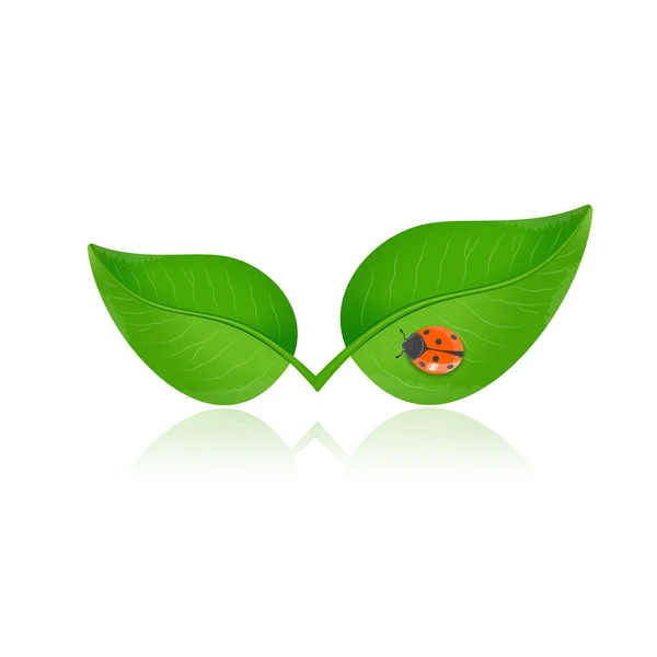 Hoja verde con mariquita — Vector de stock