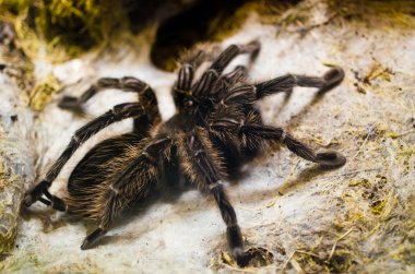 tarantula örümceği