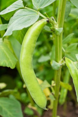 geniş fasulye bitki