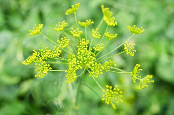 Flor de eneldo — Foto de Stock