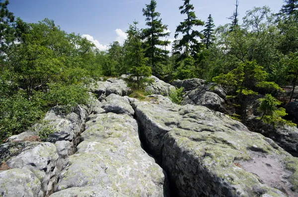 Klippor i skogen — Stockfoto