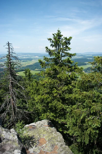 Forest with rocks — Stock Photo, Image