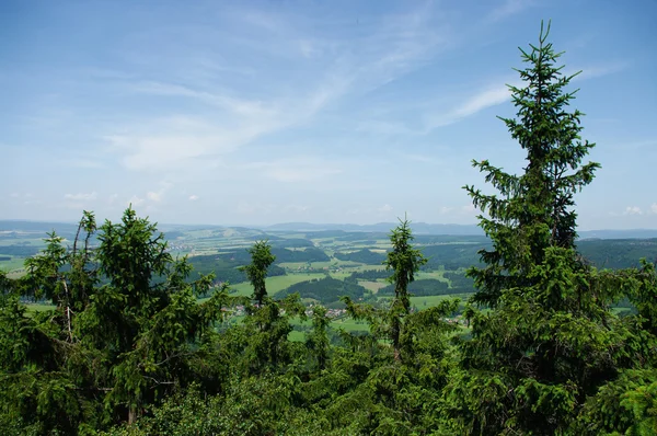 Erdő — Stock Fotó