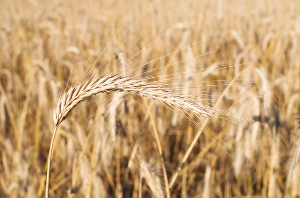 Field of golden grain — Stock Photo, Image