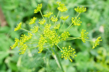 Dill flower