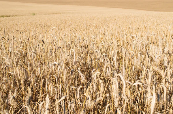 Field of golden grain — Stock Photo, Image