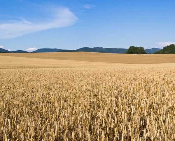 Field of golden grain — Stock Photo, Image