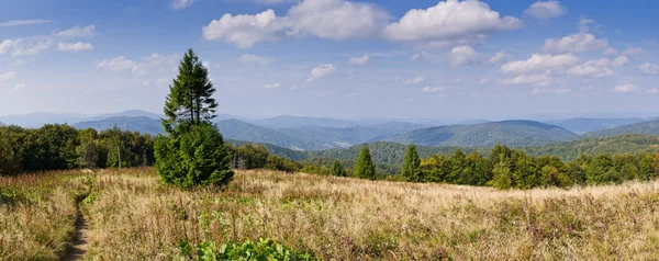 Panorama com árvore solitária — Fotografia de Stock