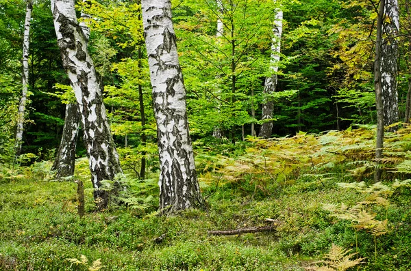 Wald mit Farnen — Stockfoto