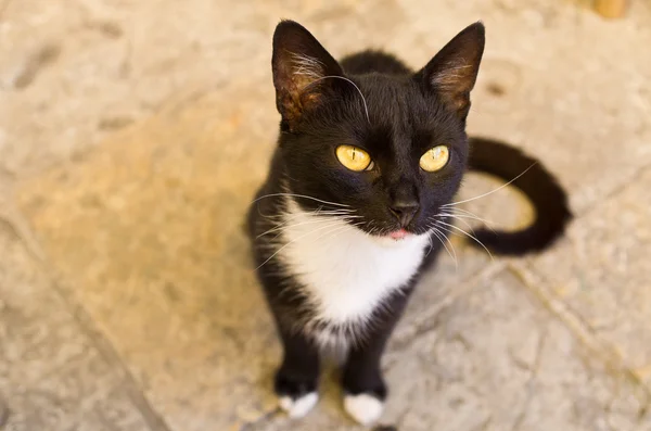 Uteliggare katt på gatan — Stockfoto