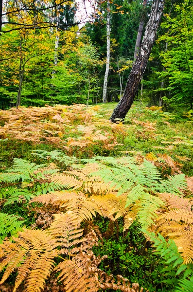 Forest with ferns — Stock Photo, Image