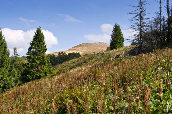 Herbes dans les montagnes — Photo