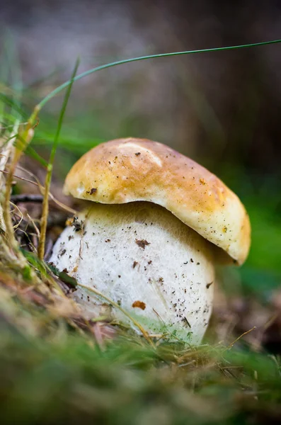 Bolet dans la forêt — Photo