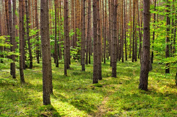 Diep in het bos — Stockfoto