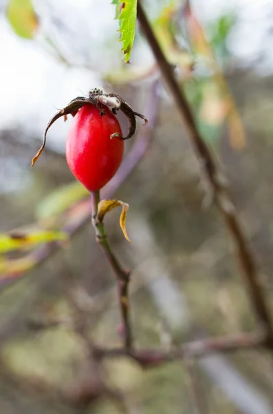 Fructe de trandafir sălbatic — Fotografie, imagine de stoc