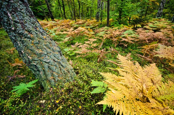 Eğrelti otları ile orman — Stok fotoğraf