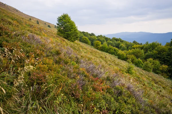 Montagne carpatiche — Foto Stock