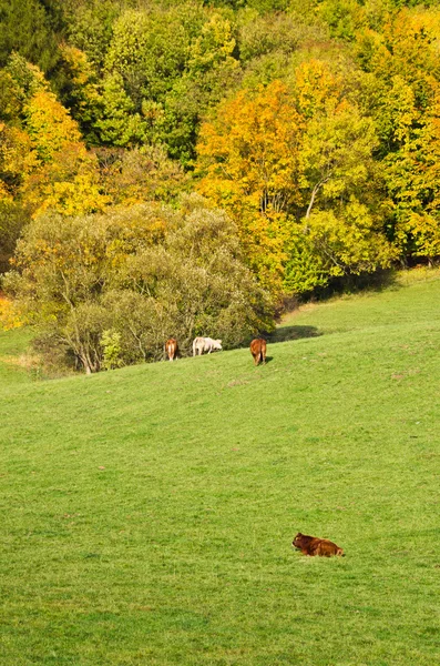 Paesaggio autunnale con bestiame al pascolo — Foto Stock