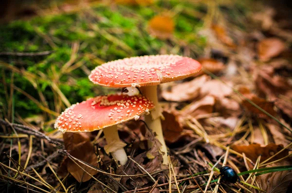 Two red toadstools — Stock Photo, Image