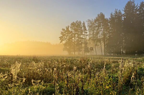 Landschaft mit Wiesen, die von Spinnweben bedeckt sind — Stockfoto