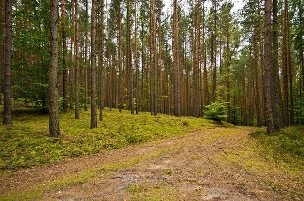 Глубина в лесу — стоковое фото