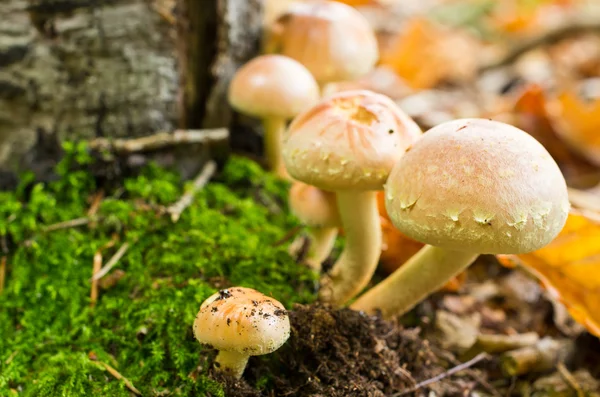 Toxic mushroom — Stock Photo, Image