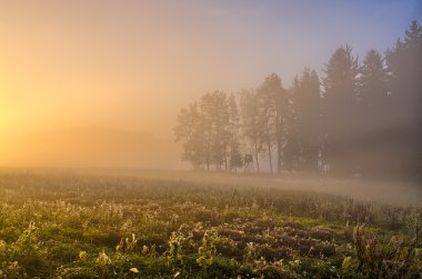 Sisli sonbahar manzarası