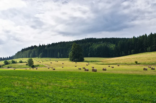 Agrarlandschaft — Stockfoto