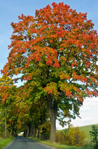 Bomen over de landweg in het najaar — Stockfoto