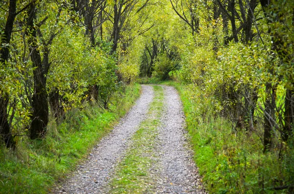 Country road with willows — Stock Photo, Image