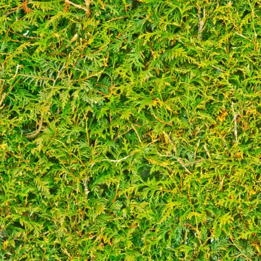 iğne yapraklı arka plan