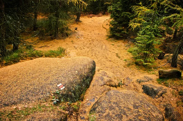 Trail i mörka skogen — Stockfoto