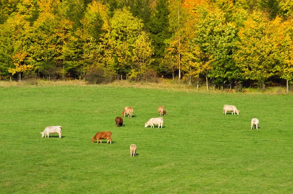 Paisaje otoñal con ganado en pastoreo — Foto de Stock