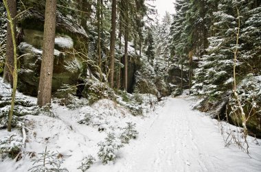Kış aylarında orman yolu