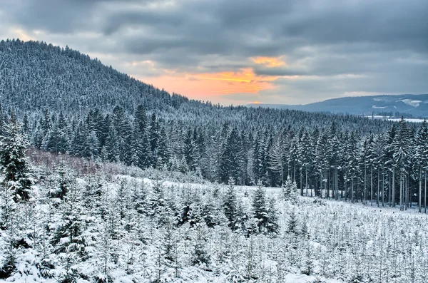 Puesta de sol durante el invierno en el bosque —  Fotos de Stock