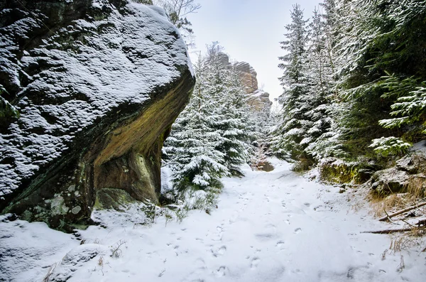 Inverno nella foresta — Foto Stock