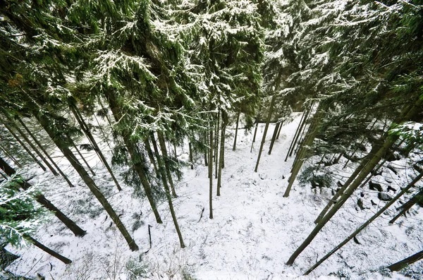 Bosque durante el invierno desde una perspectiva alta — Foto de Stock