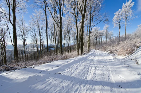 Route en forêt pendant l'hiver — Photo