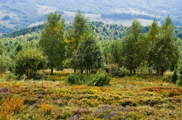 Carpathians prado com arbustos de mirtilo — Fotografia de Stock