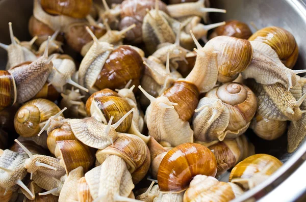 Caracoles en el tazón durante la preparación — Foto de Stock