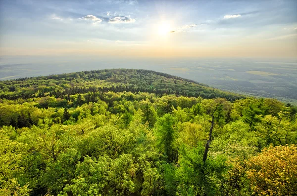 Paisagem de primavera com floresta verde fresca — Fotografia de Stock