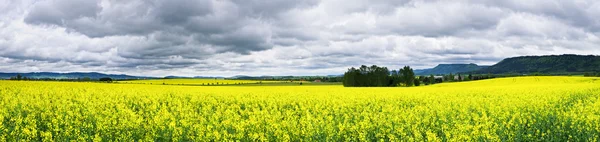 Colza fields under rainy sky — Stock Photo, Image