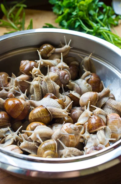 Escargots dans le bol pendant la préparation — Photo