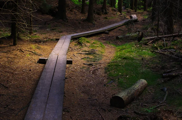 Wooden path in the forest — Stock Photo, Image